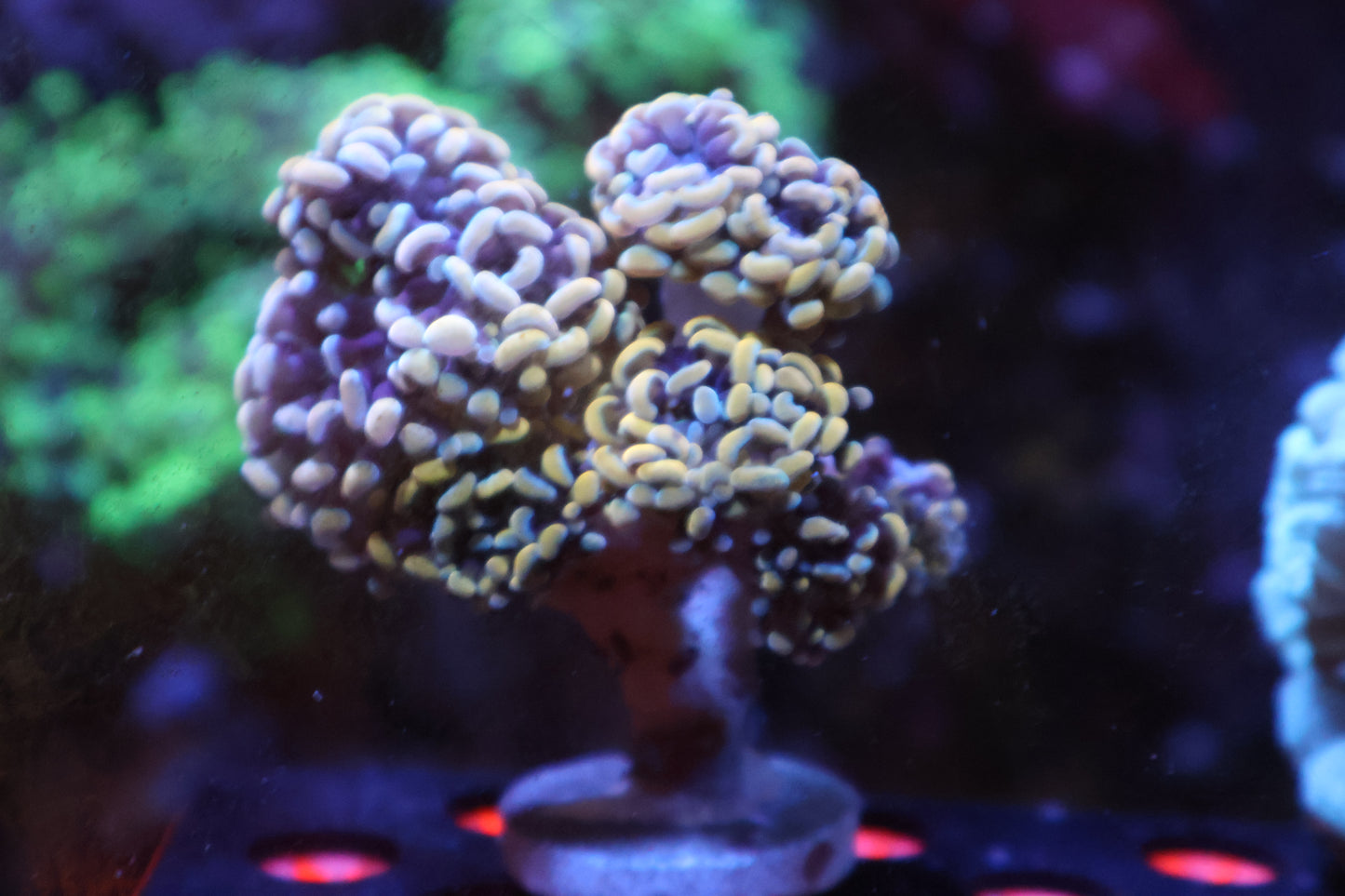 Supernova Branching Hammer TG