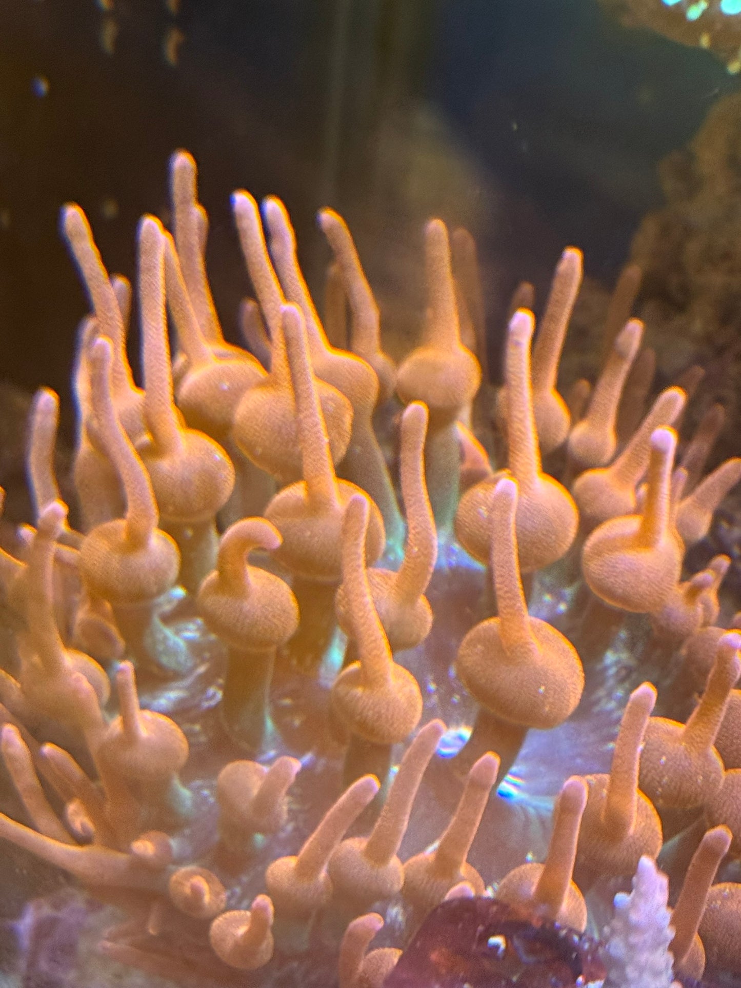 Rainbow Rose Bubble Tip Anemones (BTA's)