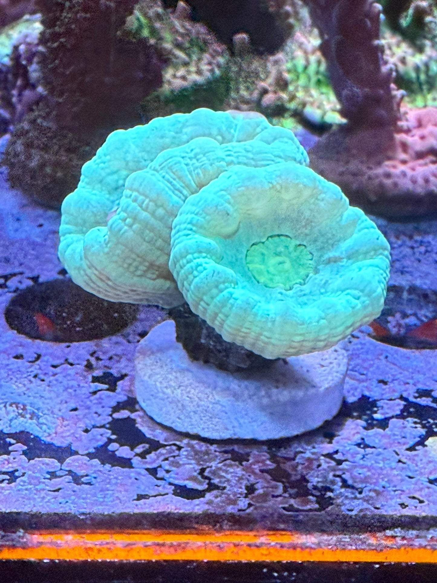 Green Candy Cane Coral