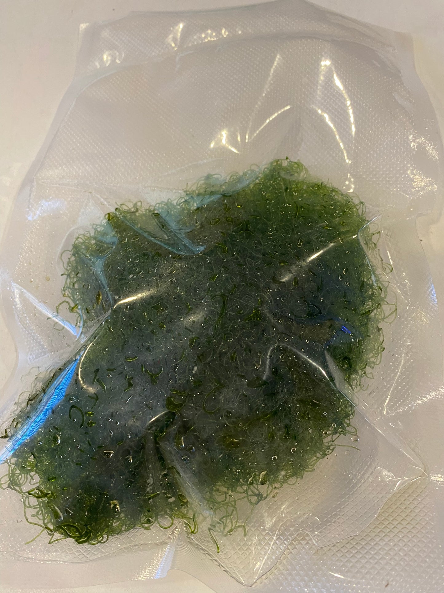 Chaeto