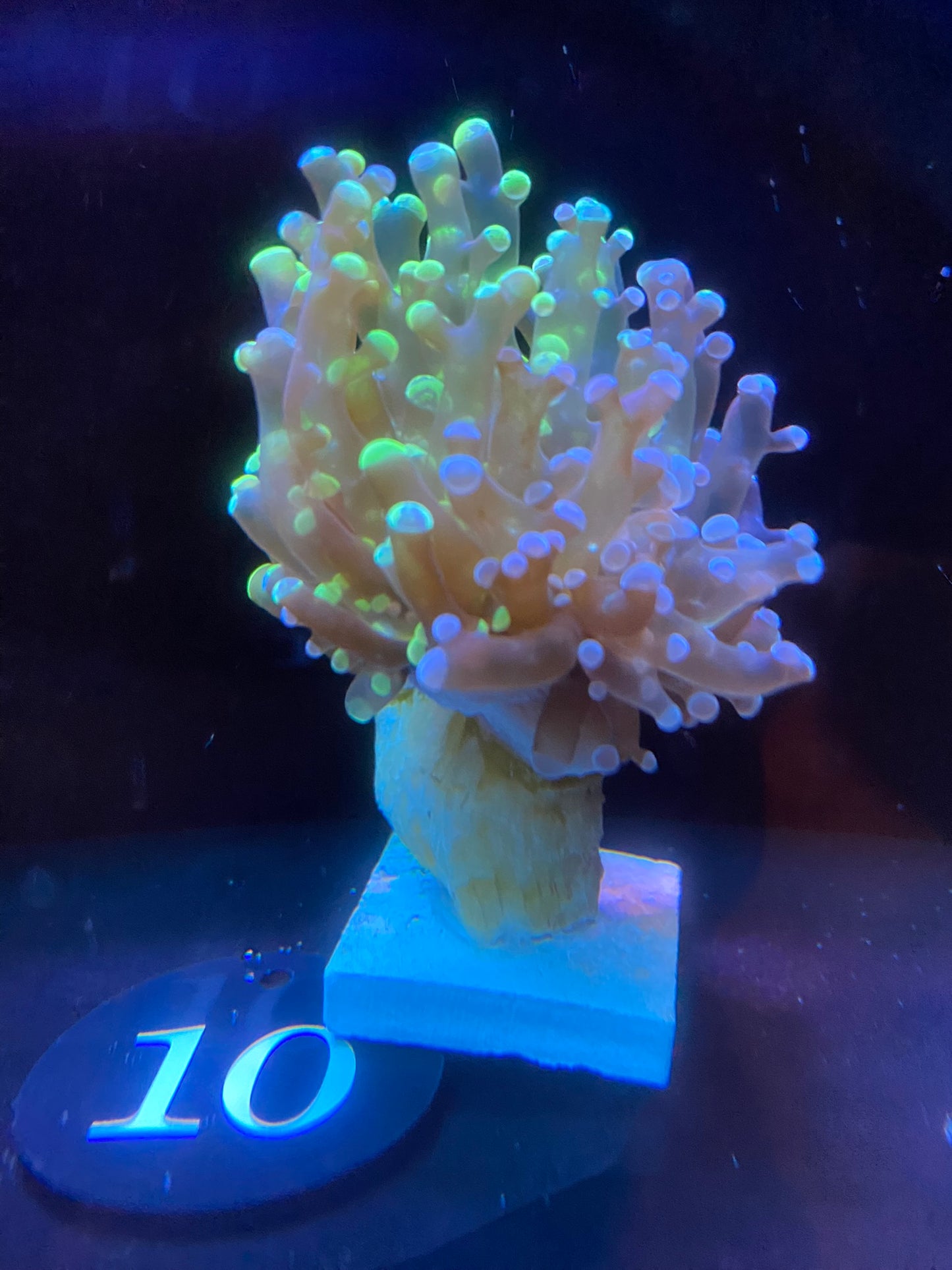Spackled (two colors) Green Tipped Frogspawn