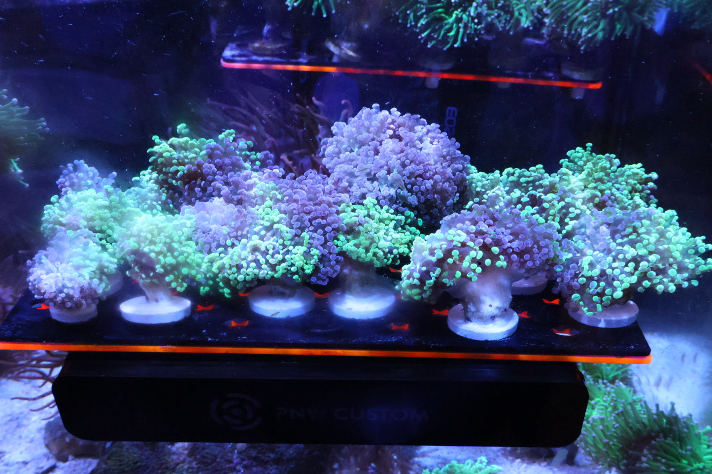 Spackled (two colors) Green Tipped Frogspawn