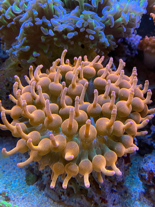 Rainbow Rose Bubble Tip Anemones (BTA's)