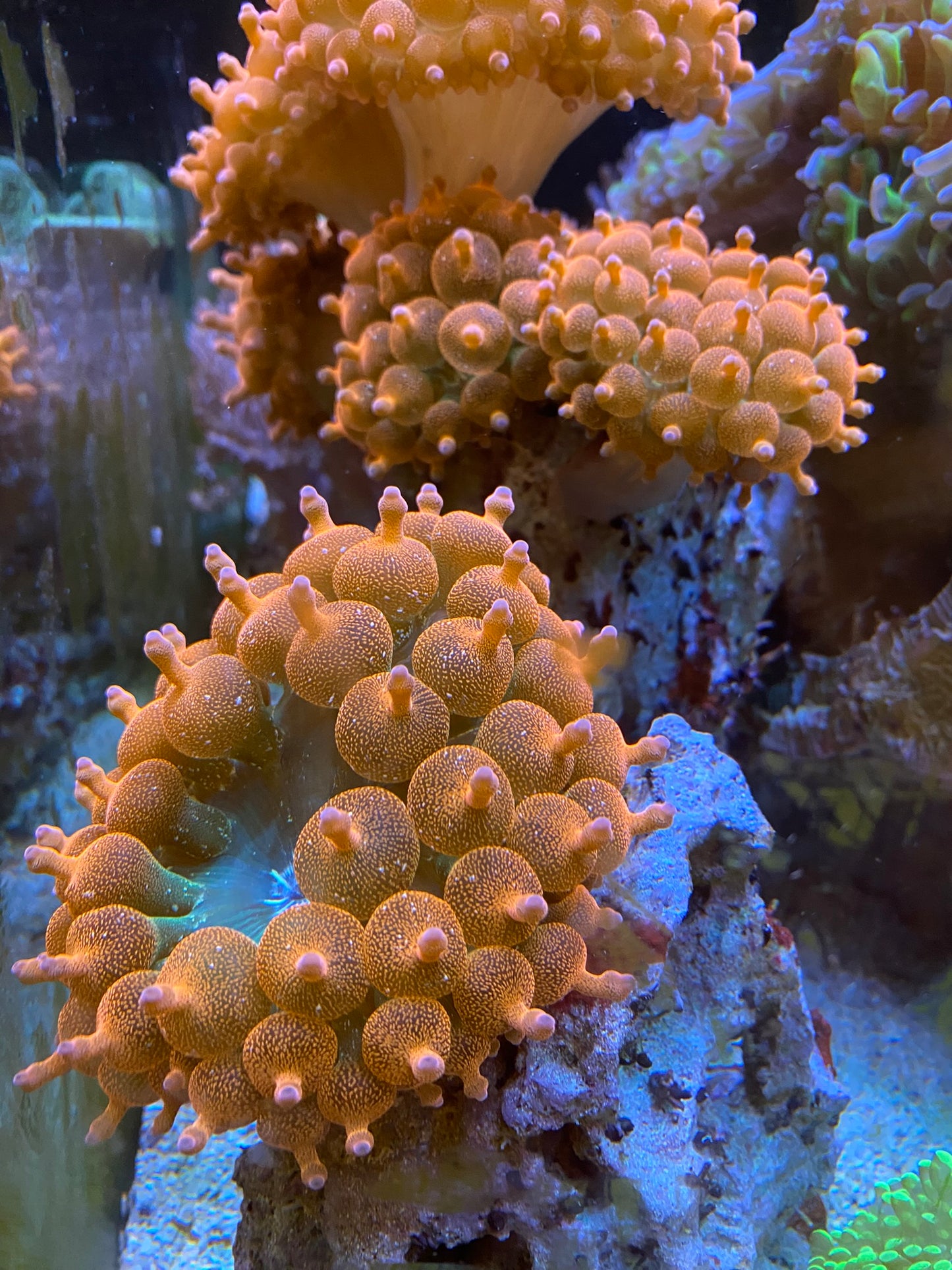 Rainbow Rose Bubble Tip Anemones (BTA's)