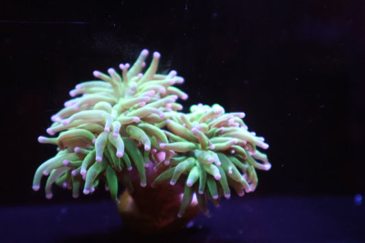 Green Torch with Pink Tips