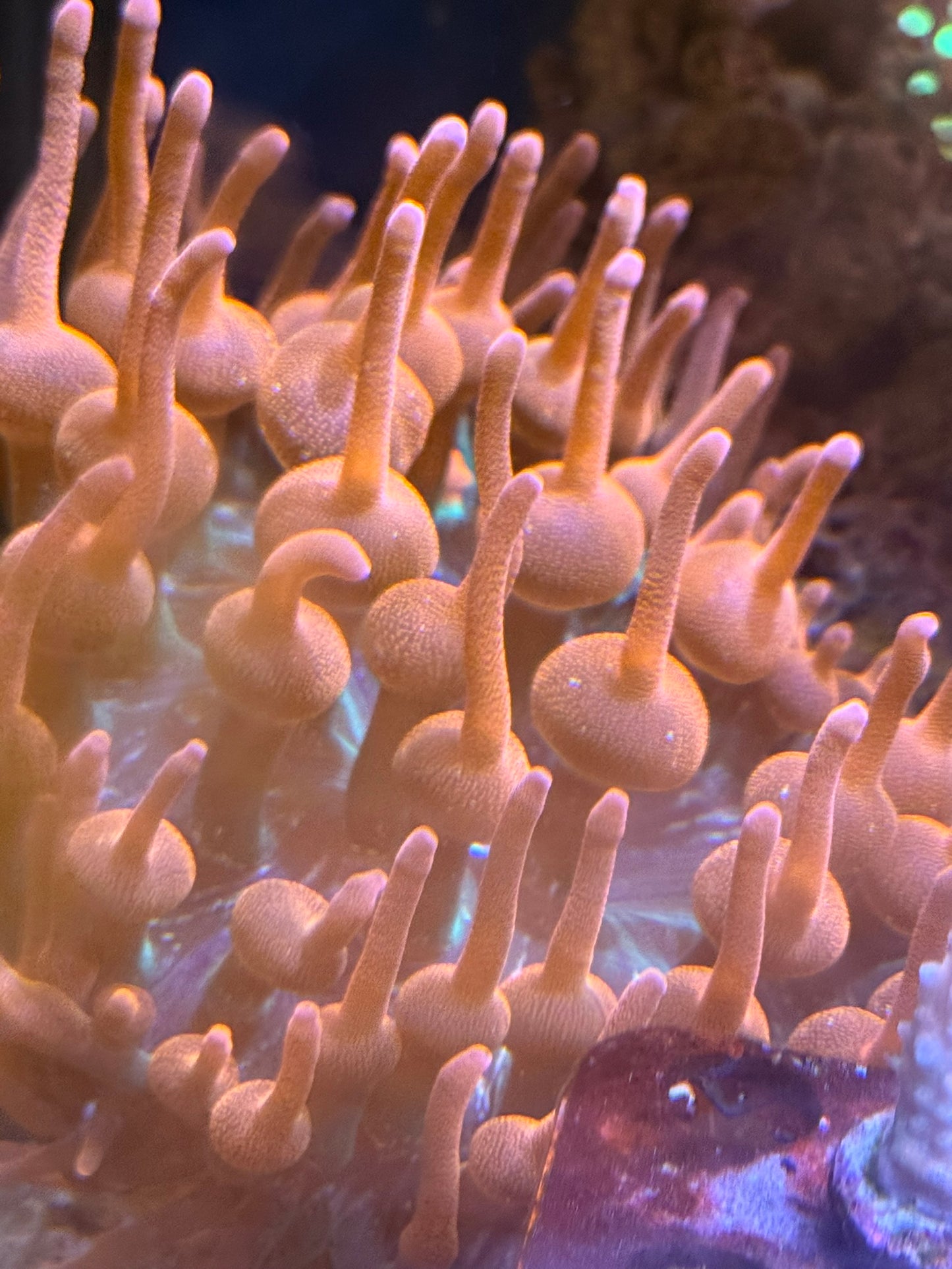 Rainbow Rose Bubble Tip Anemones (BTA's)