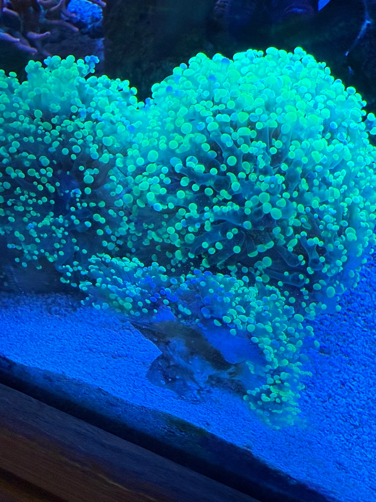 Highlighter Branching Frogspawn