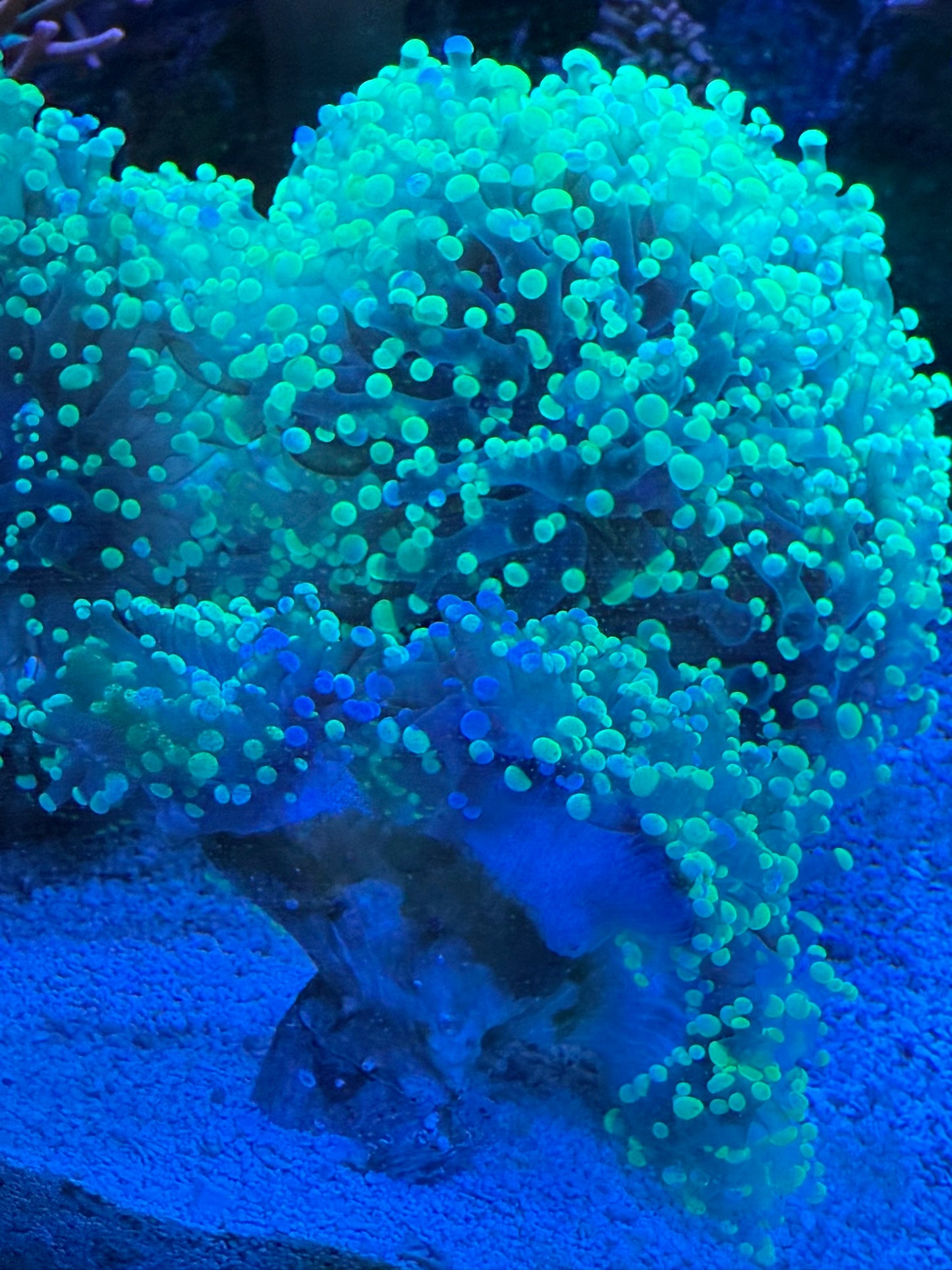 Highlighter Branching Frogspawn