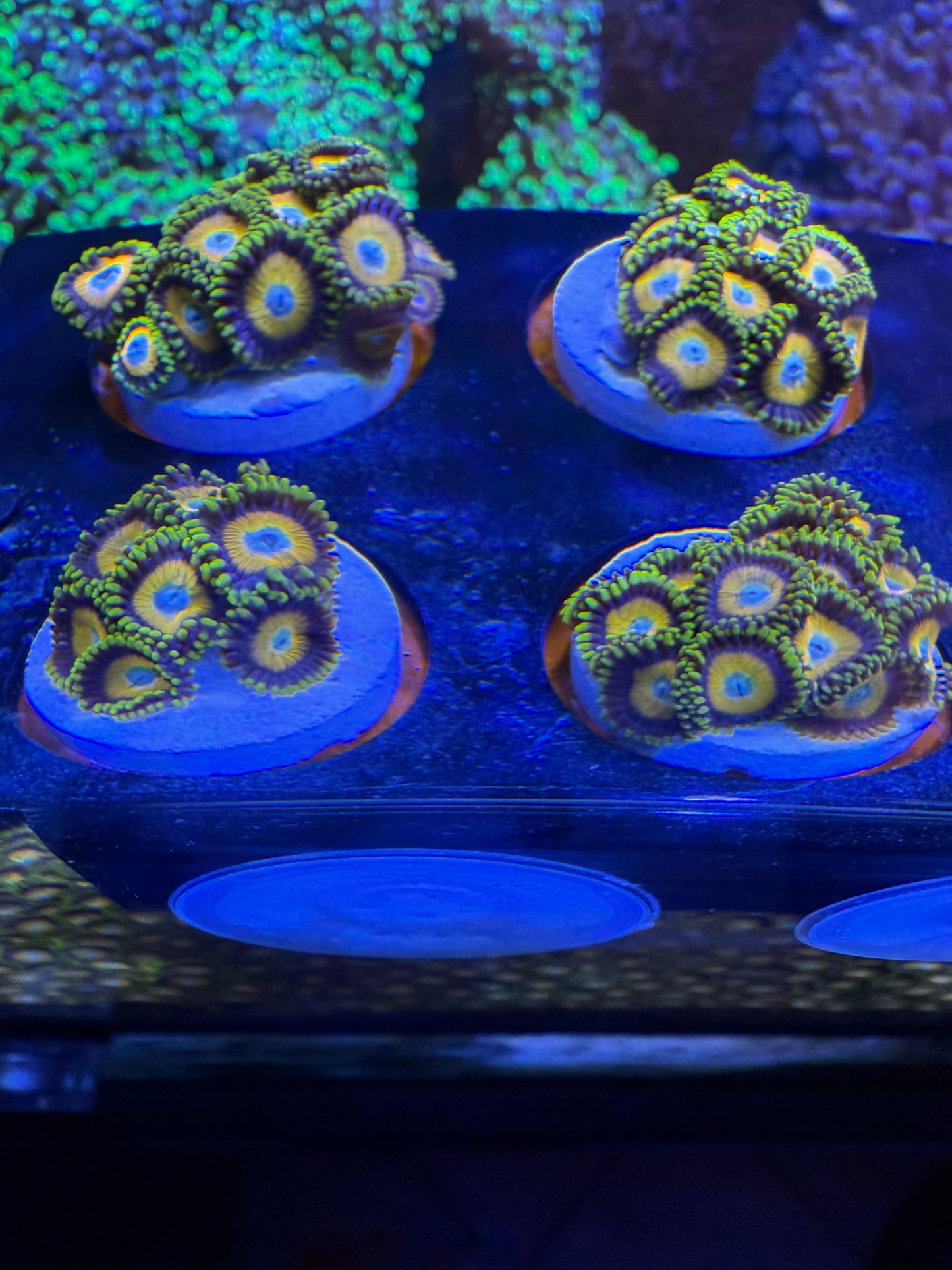 Scrambled Eggs Zoanthids