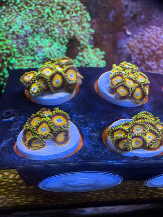 Scrambled Eggs Zoanthids