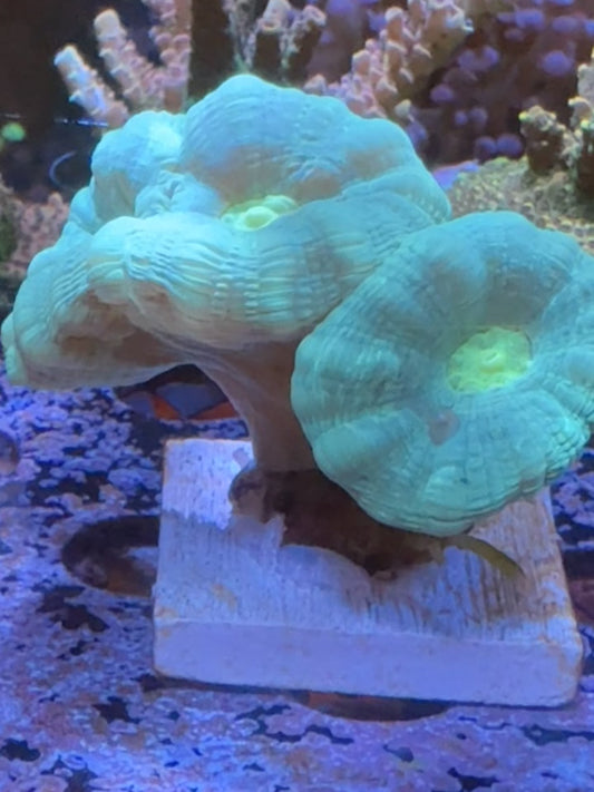 Green Candy Cane Coral